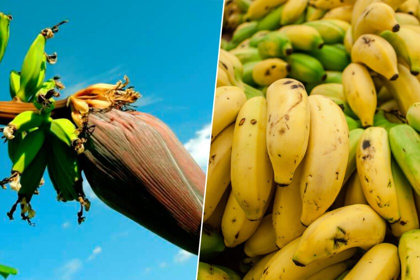 La extinción del plátano parecía inevitable, pero ahora ya no está tan claro: tenemos una nueva variedad