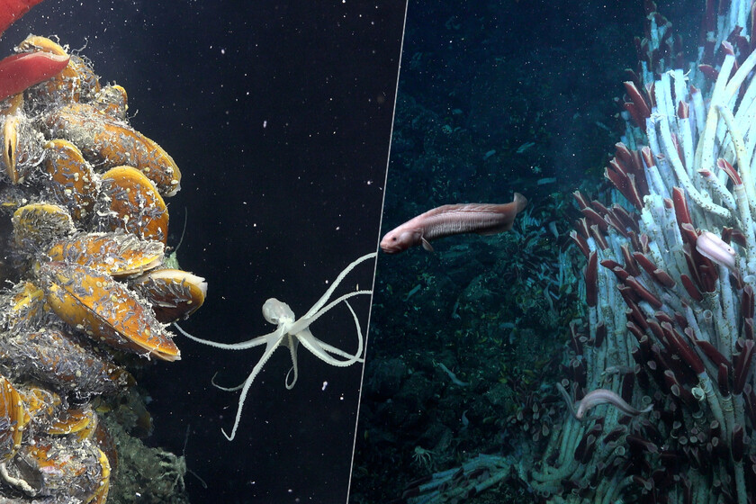 Hace un año descubrimos todo un ecosistema debajo del lecho marino. Ahora conocemos nuevos detalles sobre este