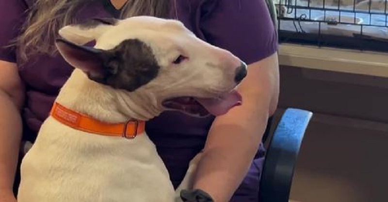 Arrestaron al hombre que abandonó al perrito Trooper antes de la llegada del Huracán Milton