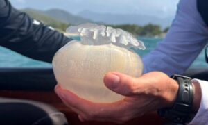 Venezuela exporta más de 156 toneladas de medusa bola de cañón a Corea del Sur