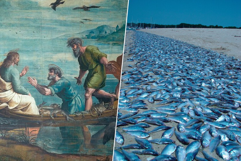 El milagro de los panes y los peces es uno de los grandes trucos de magia de la Biblia. Ahora sabemos el truco