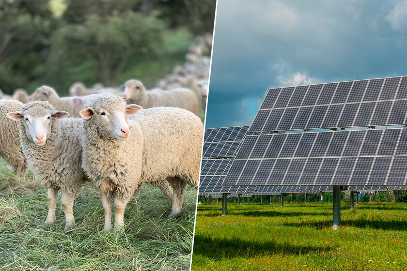 las que pastorean entre paneles solares dan lana de mejor calidad