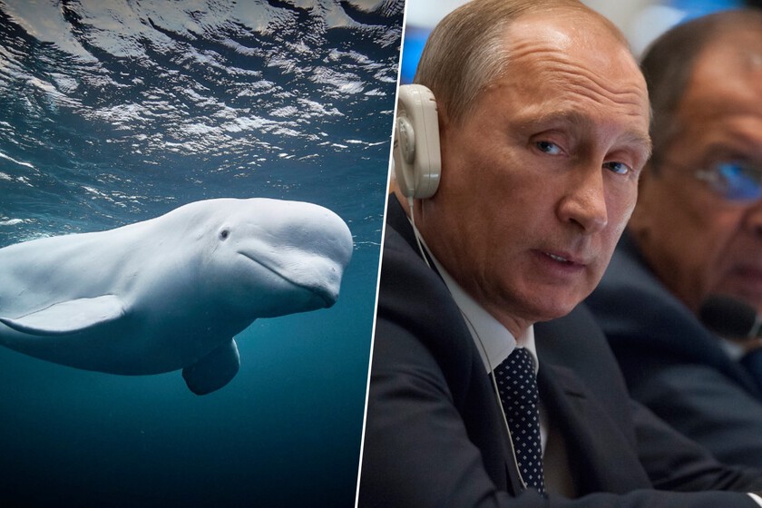 Noruega llevaba años preguntándose si la "ballena espía" era rusa. Parece que hay respuesta, y Hollywood se está relamiendo