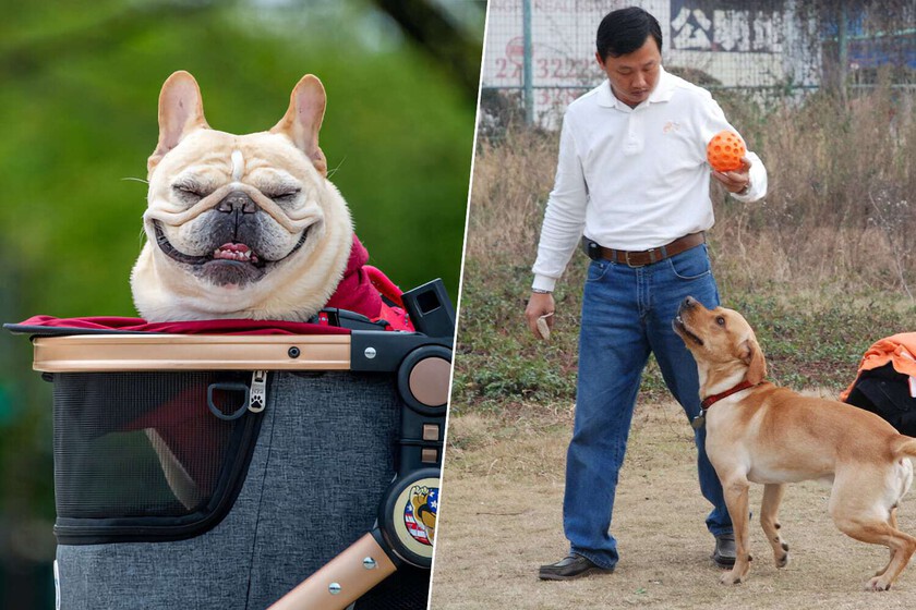 nunca ha habido tan pocas bodas ni tantas mascotas en casa