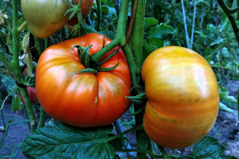 tomates más dulces sin sacrificar su tamaño