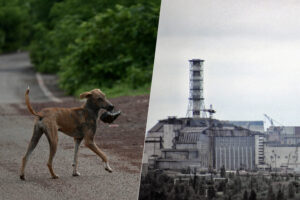 La genética de los perros alrededor de la central de Chernóbil está cambiando. Y puede que no sea por la radiación