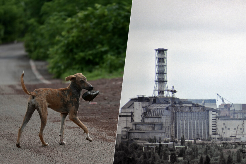 La genética de los perros alrededor de la central de Chernóbil está cambiando. Y puede que no sea por la radiación