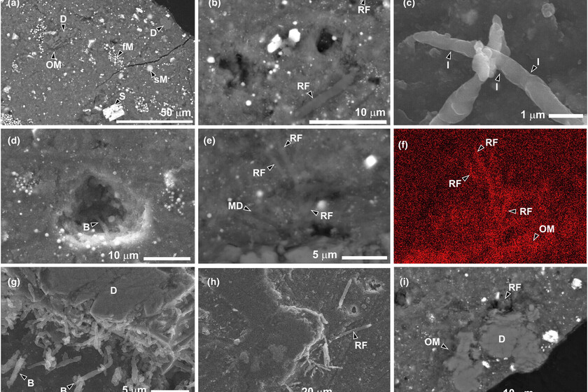 Hemos encontrado vida en la muestra del asteroide Ryugu. Lamentablemente, es vida 100% terrestre