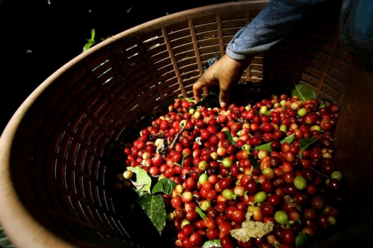 Sequías en Brasil y Vietnam disparan el precio del café a niveles de 1977