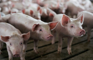 Productores garantizan abastecimiento de carne de cerdo para la temporada navideña