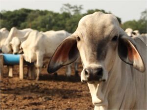Venezuela inició ciclo de vacunación del rebaño contra la fiebre aftosa, informó Fedenaga
