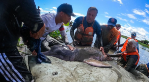Toninas varadas en Camaguán son evaluadas y trasladadas a su hábitat natural