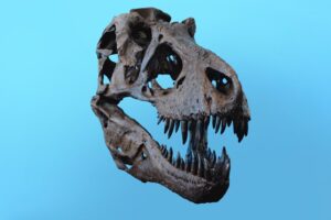 Sabíamos que los Tiranosaurio rex eran enormes. Ahora tenemos razones para creer que eran un 70% aún más grandes