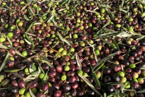 cada vez menos manos controlan la creciente producción