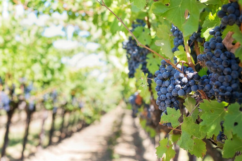 las grandes denominaciones de origen del vino español paralizan los nuevos viñedos
