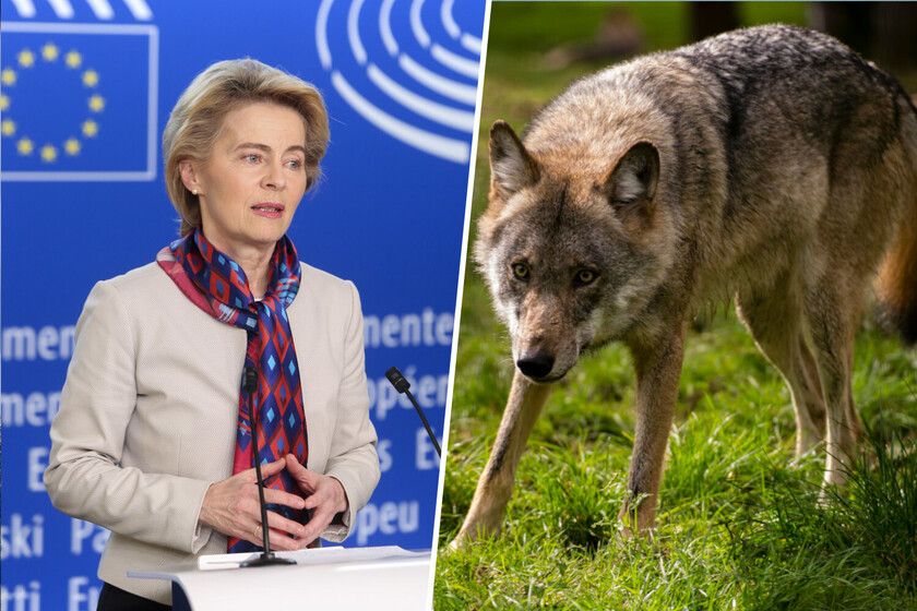 El lobo está perdiendo parte de su blindaje internacional. Y en gran medida se lo debe al poni de Von der Leyen