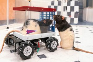 Una científica construyó un coche para enseñar a conducir a unas ratas. No solo salió bien, ahora no quieren dejar de hacerlo
