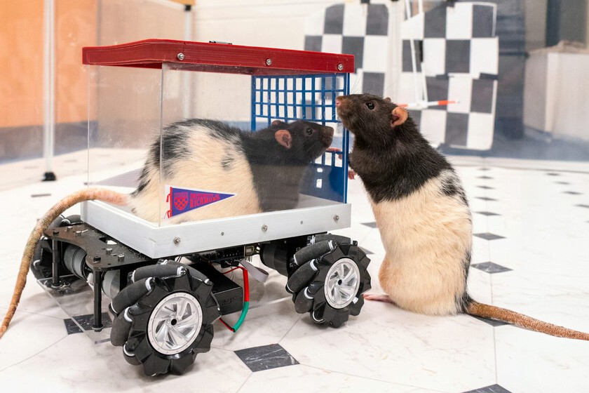 Una científica construyó un coche para enseñar a conducir a unas ratas. No solo salió bien, ahora no quieren dejar de hacerlo