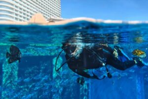 Hace casi 140 años, un aventurero tomó la primera fotografía submarina. Ahora, los fabricantes Android quieren lograr lo mismo