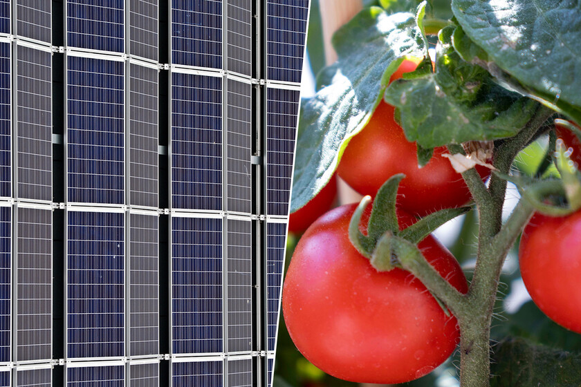 Unos investigadores ingleses han descubierto cuál es el mejor cultivo para las instalaciones de agrovoltaica: el tomate