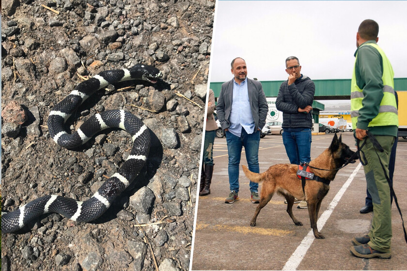 Gran Canaria tiene un enorme problema con las culebras californianas. Así que ha echado mano de patrullas caninas