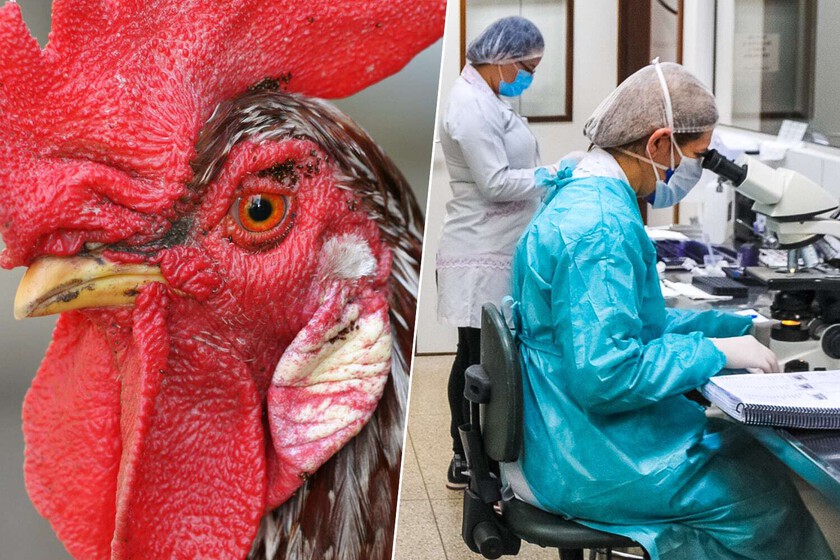 La gripe aviar está mutando. Y hay una nueva cepa a vigilar para evitar el contagio entre humanos
