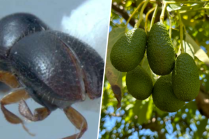 En la costa de Granada, decenas de personas están revisando hectáreas de aguacates uno a uno. El culpable: este escarabajo