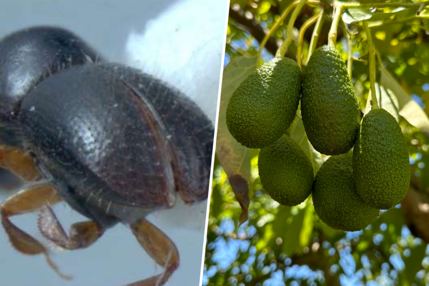 En la costa de Granada, decenas de personas están revisando hectáreas de aguacates uno a uno. El culpable: este escarabajo