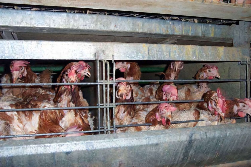 Europa ordenó acabar con las gallinas enjauladas. Castilla-La Mancha ya ha empezado a repartir millones de euros para cumplir