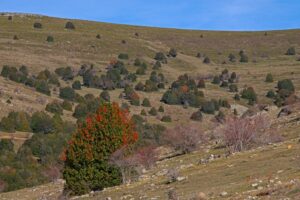 La mayor reserva de acebo de Europa está en la provincia de Soria. Y ha logrado exportar su artesanía a toda España