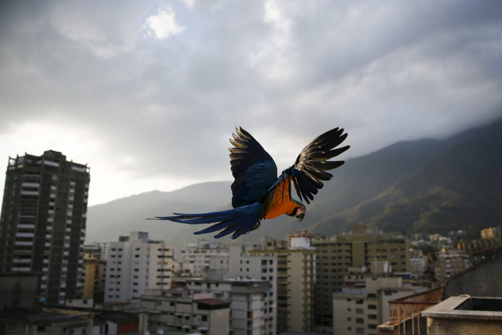 Clubes de Pádel del municipio Baruta tendrán nuevas exigencias para evitar daños a la fauna silvestres