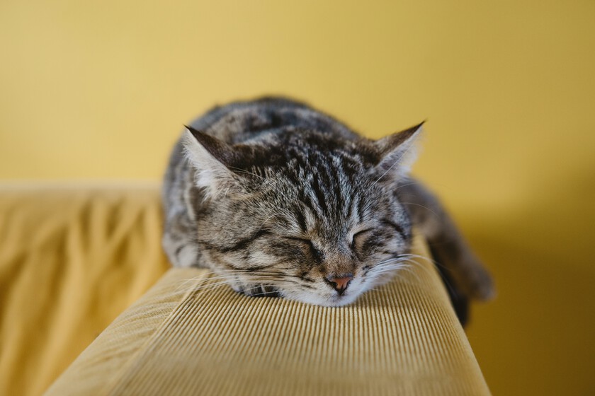 Comunicarnos con nuestros gatos siempre ha sido una tarea compleja. Un estudio ha descubierto la clave: parpadear