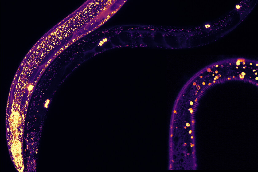 La nueva esperanza contra el Alzheimer es una simple proteína. Lo hemos descubierto gracias a un diminuto gusano