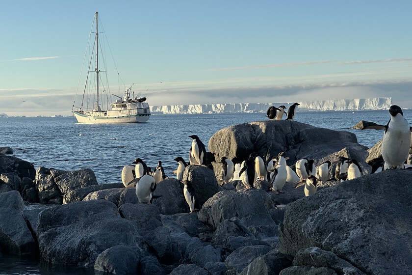 los pingüinos de la Antártida