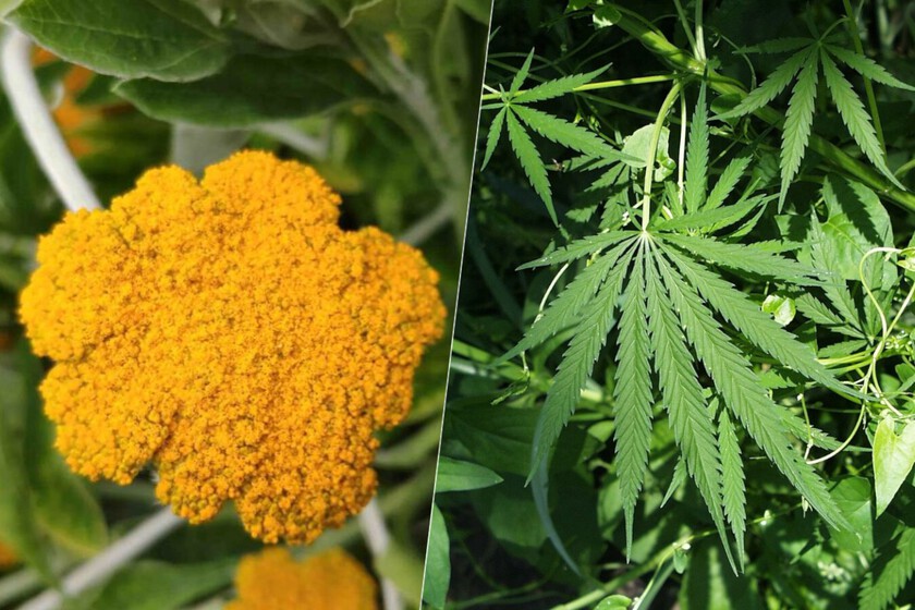 Hemos encontrado una planta capaz de producir 40 cannabinoides. Una planta más cercana evolutivamente a la lechuga que al cáñamo