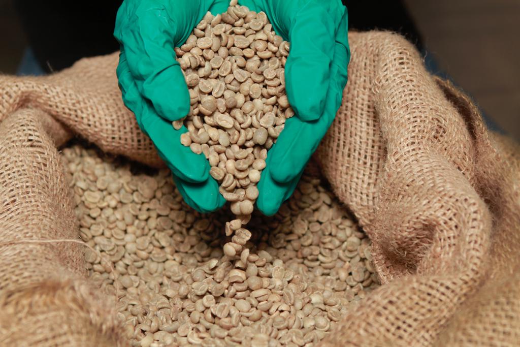 precio del quintal de café debería estar entre 320 y 340 dólares