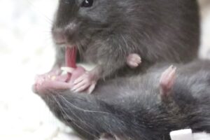 Cuando un ratón cae inconsciente, otro ratón sabe perfectamente lo que tiene que hacer: acudir en su rescate