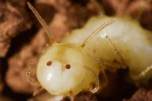 Esta larva de mosca convirtió su culo en la cabeza de una termita. La gran pregunta que tenemos ahora es cómo será de adulta