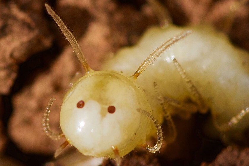 Esta larva de mosca convirtió su culo en la cabeza de una termita. La gran pregunta que tenemos ahora es cómo será de adulta