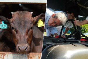 Una isla de Japón ha revolucionado sus vehículos. Han convertido los excrementos de vaca en combustible de hidrógeno