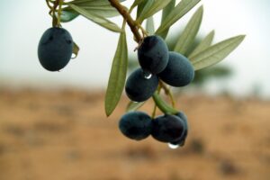 van a bajar el precio del aceite de oliva