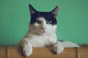 La genética ofrece alguna pista para contestar a la eterna pregunta: ¿qué demonios pasa por la cabeza de mi gato?
