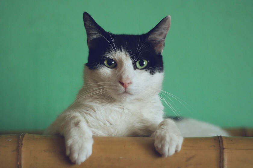 La genética ofrece alguna pista para contestar a la eterna pregunta: ¿qué demonios pasa por la cabeza de mi gato?