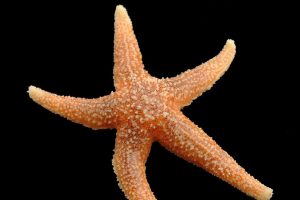 500 millones de años de evolución nos separan de las estrellas de mar, pero hay algo que no ha cambiado tanto: nuestro apetito