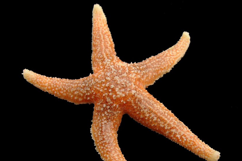 500 millones de años de evolución nos separan de las estrellas de mar, pero hay algo que no ha cambiado tanto: nuestro apetito