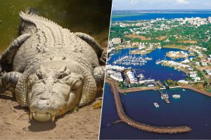 Darwin es una ciudad australiana con 250.000 habitantes. 100.000 de ellos son cocodrilos protegidos