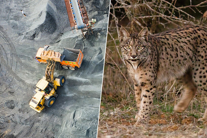 Las empresas mineras creían haber encontrado un tesoro en Ciudad Real. Hasta que apareció el lince ibérico