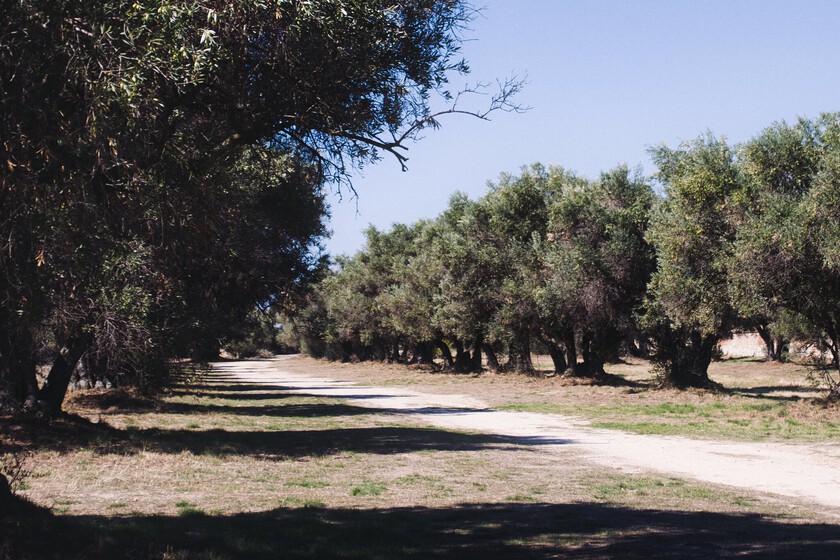 En mitad del mayor caos comercial, el aceite de oliva parece inmune gracias a un factor: el consumo en España