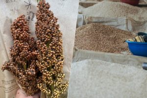 Hemos creado 200 variedades de sorgo. Parece una anécdota pero tiene el potencial de cambiar la alimentación mundial