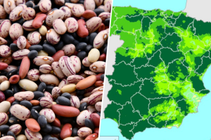 Ha llovido tanto que a las legumbres españolas les está saliendo literalmente rabia